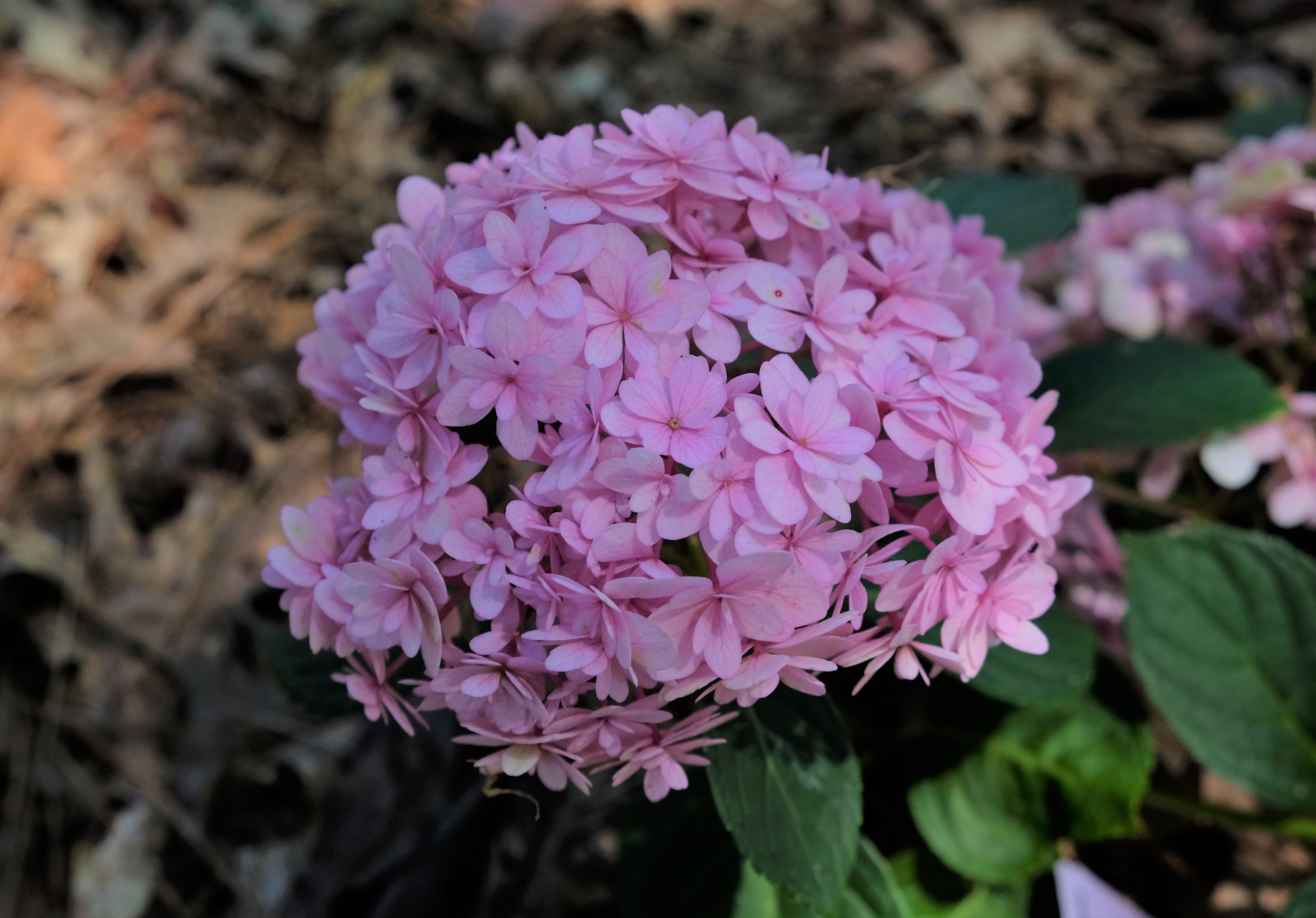 Double Down Hydrangea macrophyllaJPG